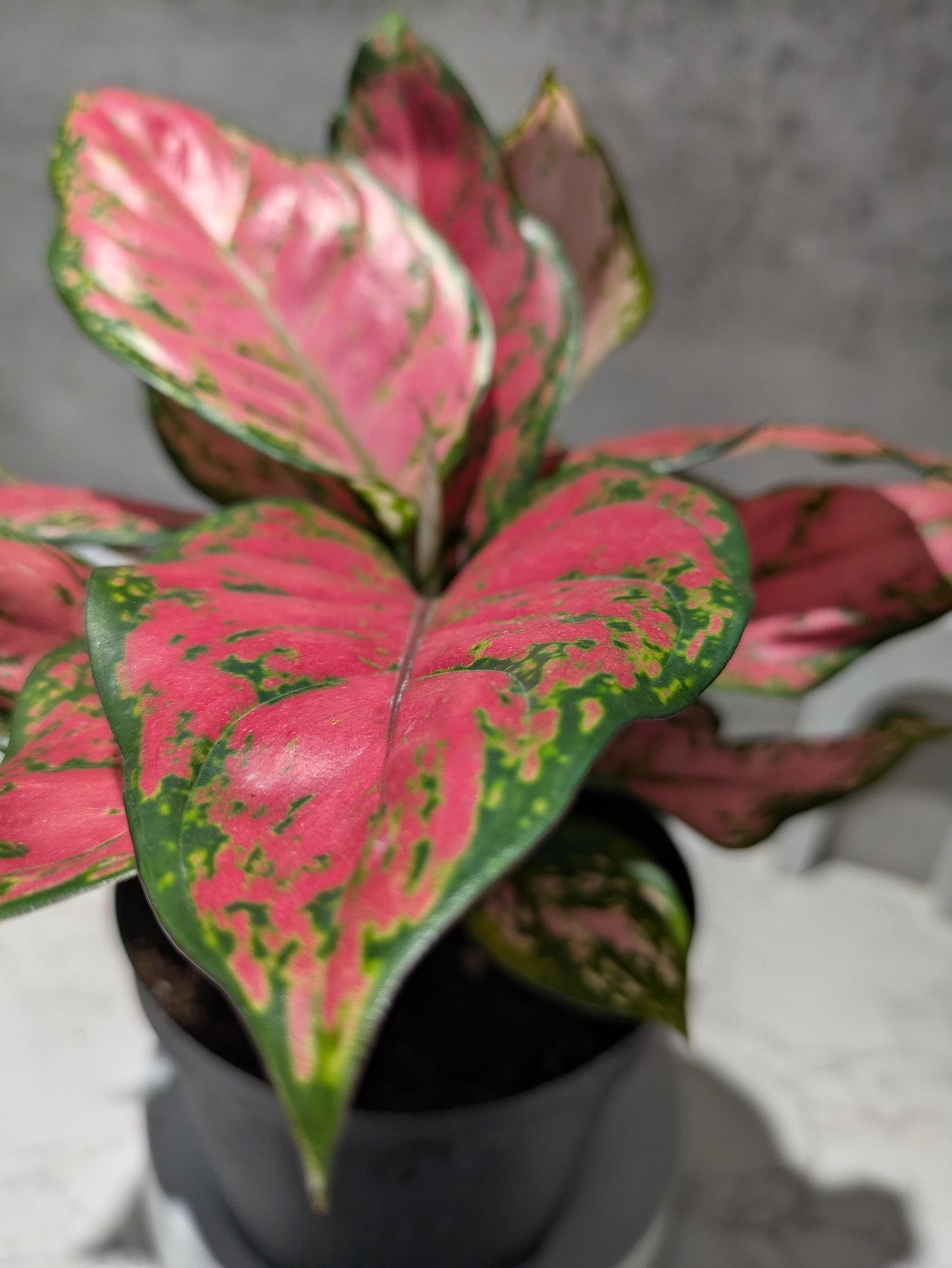 Diamond Red Aglaonema Amazing Color Super Nice Starter plant or 4" Plant & Pot Indoor Easy Care