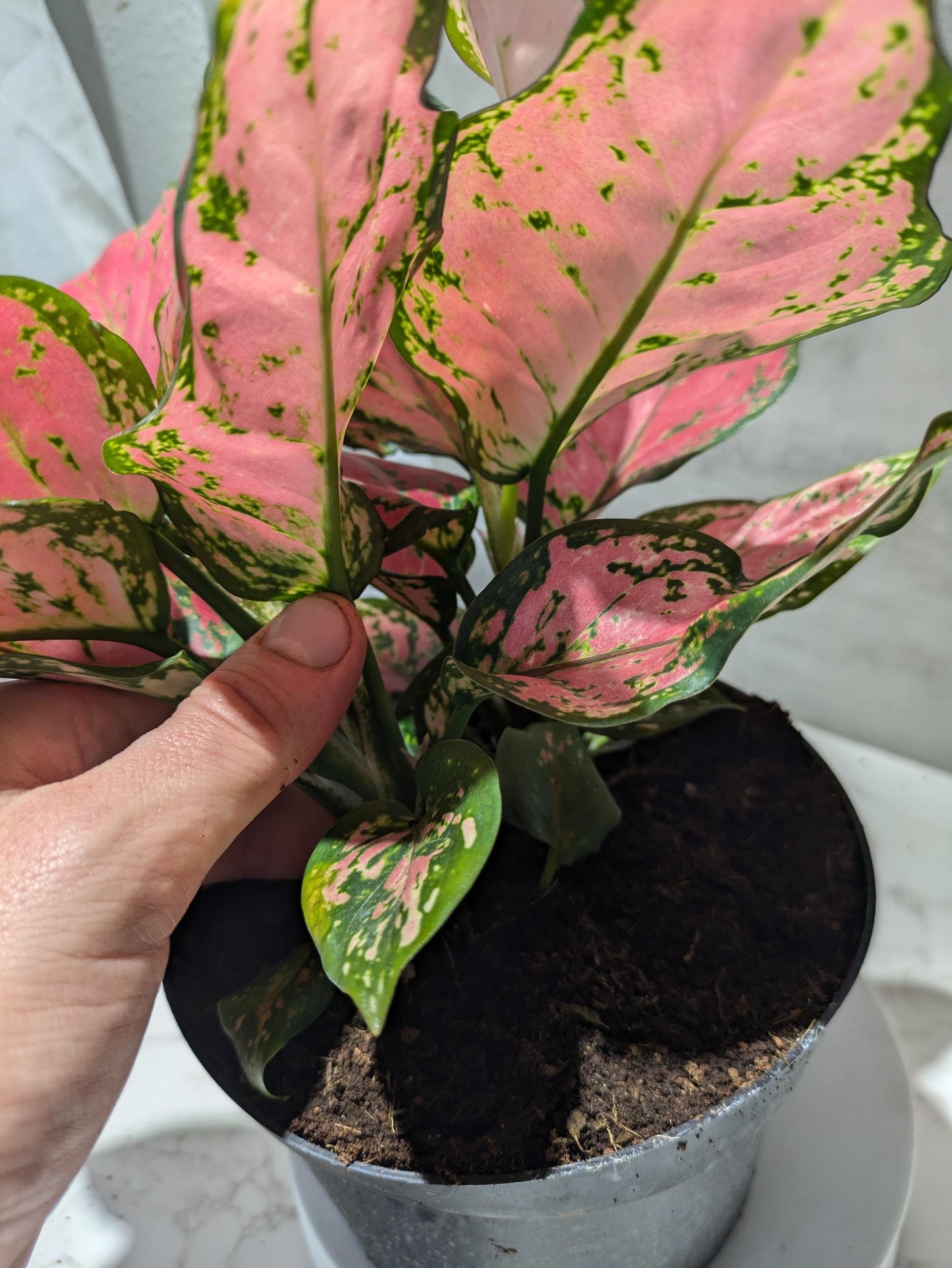 Diamond Red Aglaonema Amazing Color Super Nice Starter plant or 4" Plant & Pot Indoor Easy Care