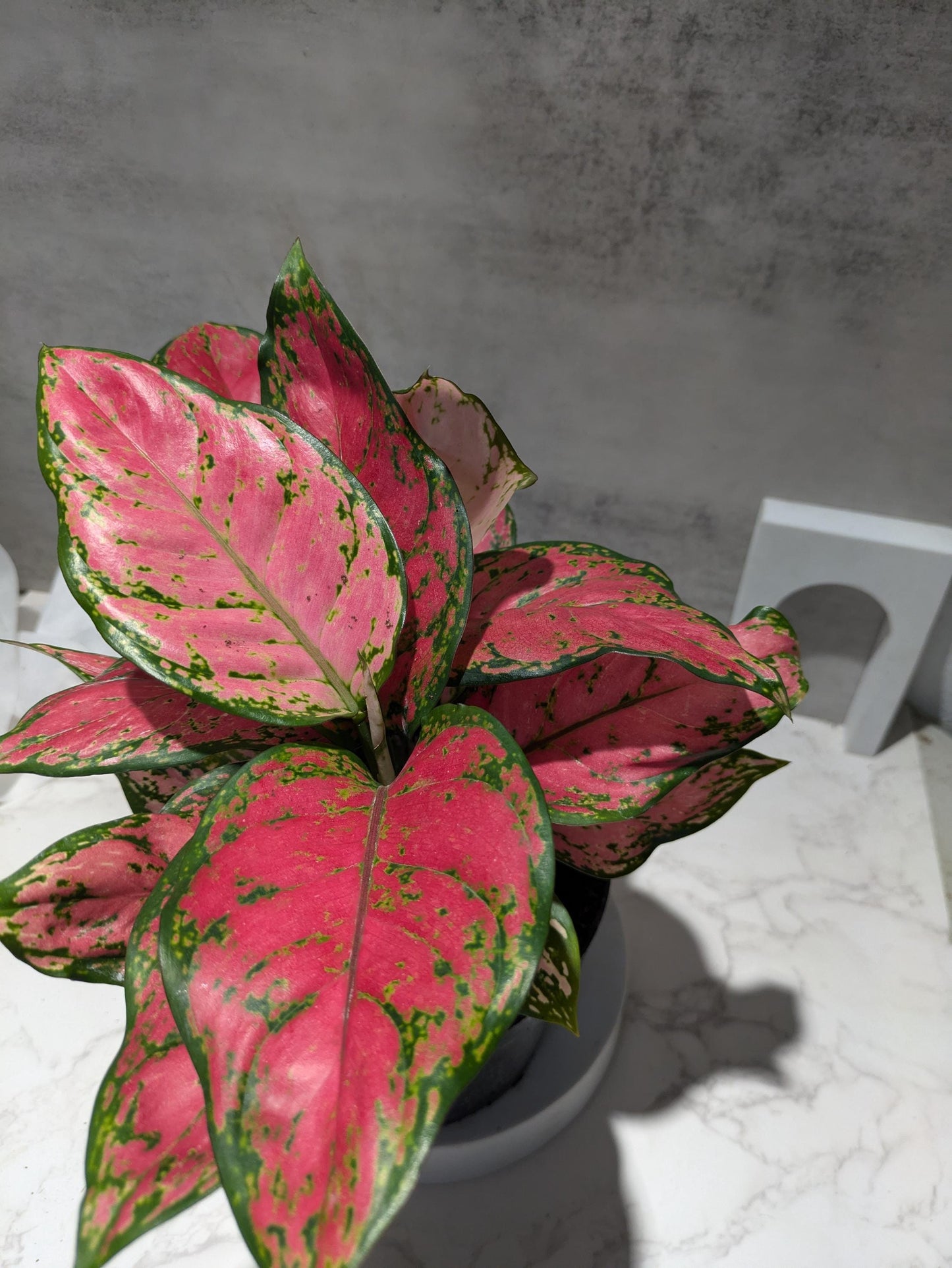Diamond Red Aglaonema Amazing Color Super Nice Starter plant or 4" Plant & Pot Indoor Easy Care