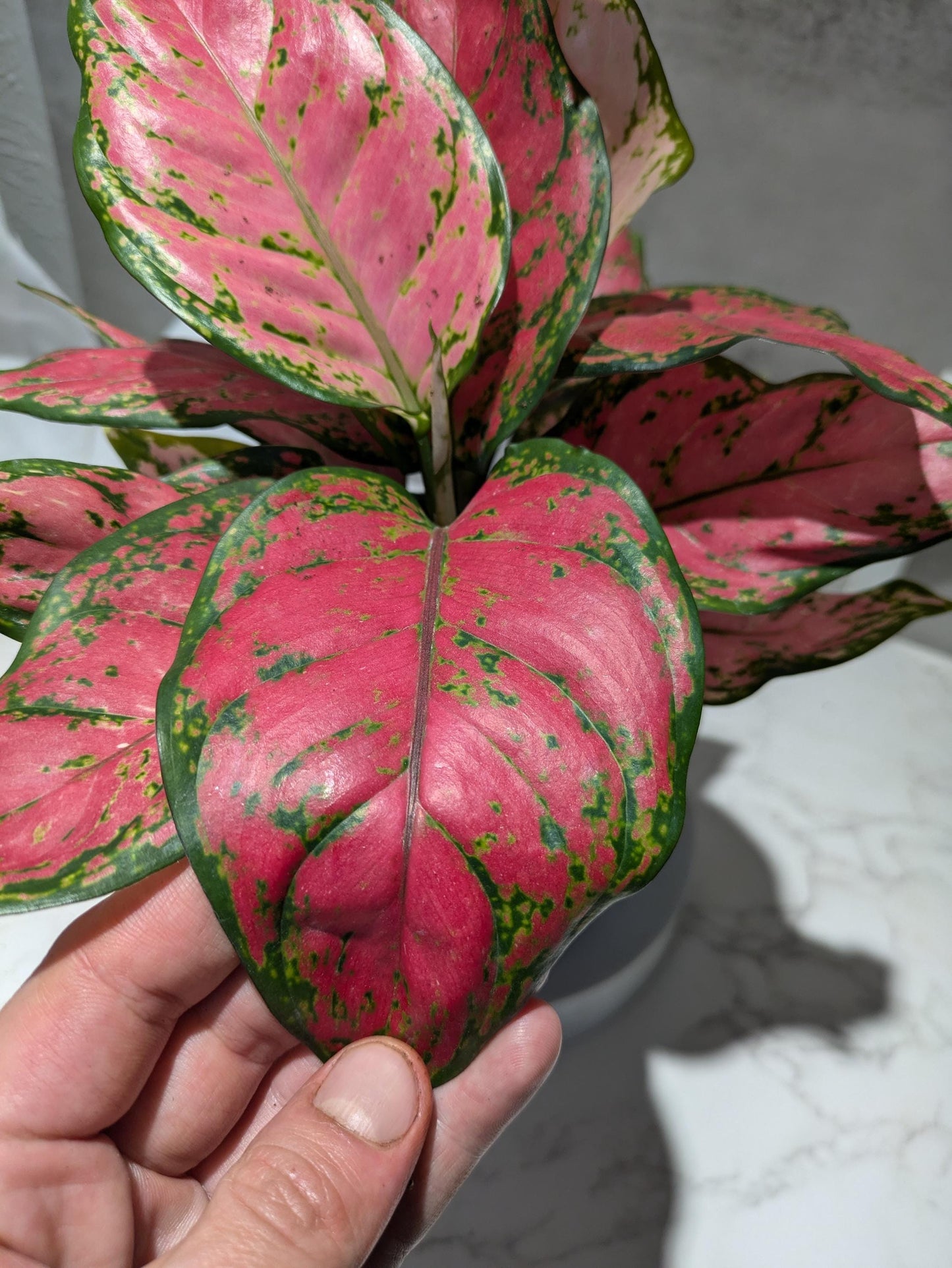 Diamond Red Aglaonema Amazing Color Super Nice Starter plant or 4" Plant & Pot Indoor Easy Care