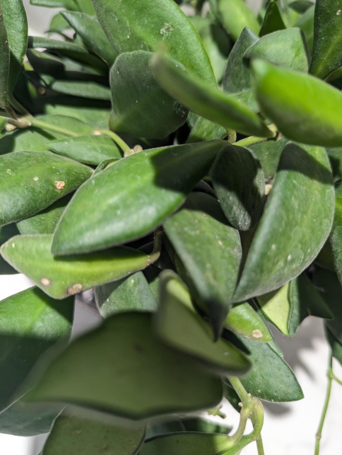Hoya Burtoniae Dark Green Hoya Plant Indoor Houseplant Easy Care Fast Growing Succulent Like Care Starter Plant or 4"