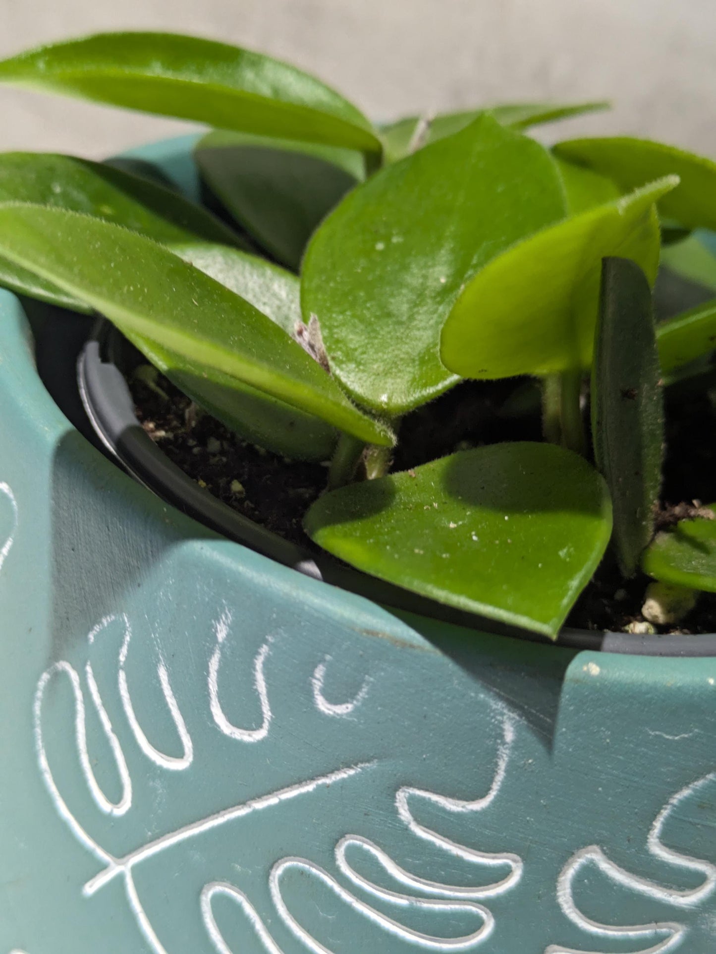 Hoya CV Chouke Cutting or Rooted Starter smaller leaf hoya glossy, waxy leaves and fragrant flowers Tropical Indoor Houseplant Easy Care