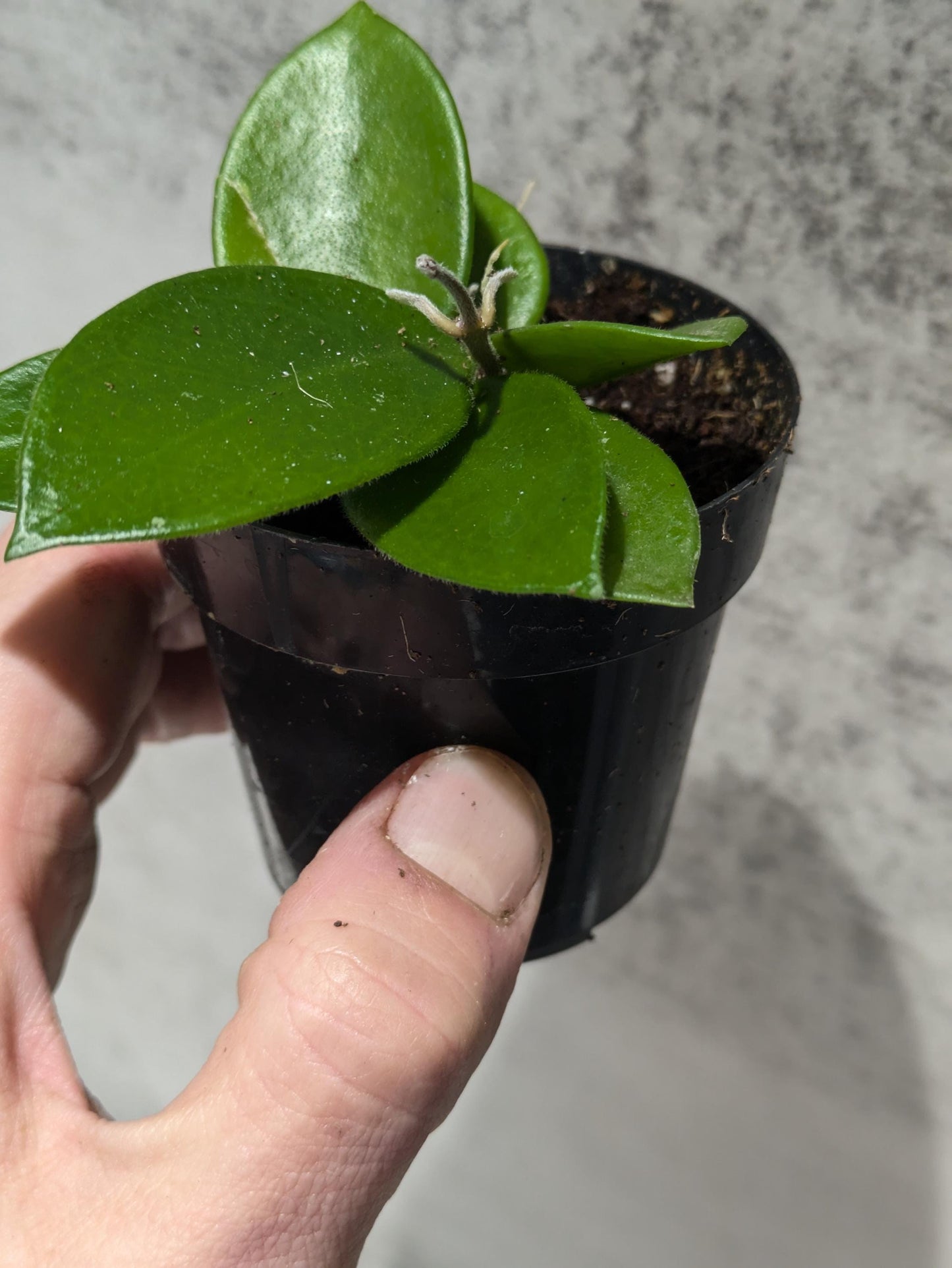 Hoya CV Chouke Cutting or Rooted Starter smaller leaf hoya glossy, waxy leaves and fragrant flowers Tropical Indoor Houseplant Easy Care