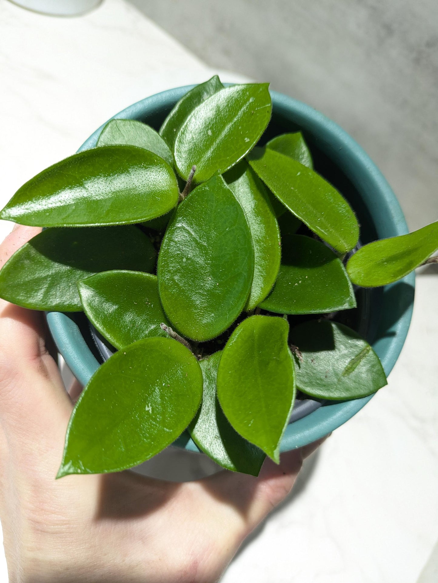Hoya CV Chouke Cutting or Rooted Starter smaller leaf hoya glossy, waxy leaves and fragrant flowers Tropical Indoor Houseplant Easy Care
