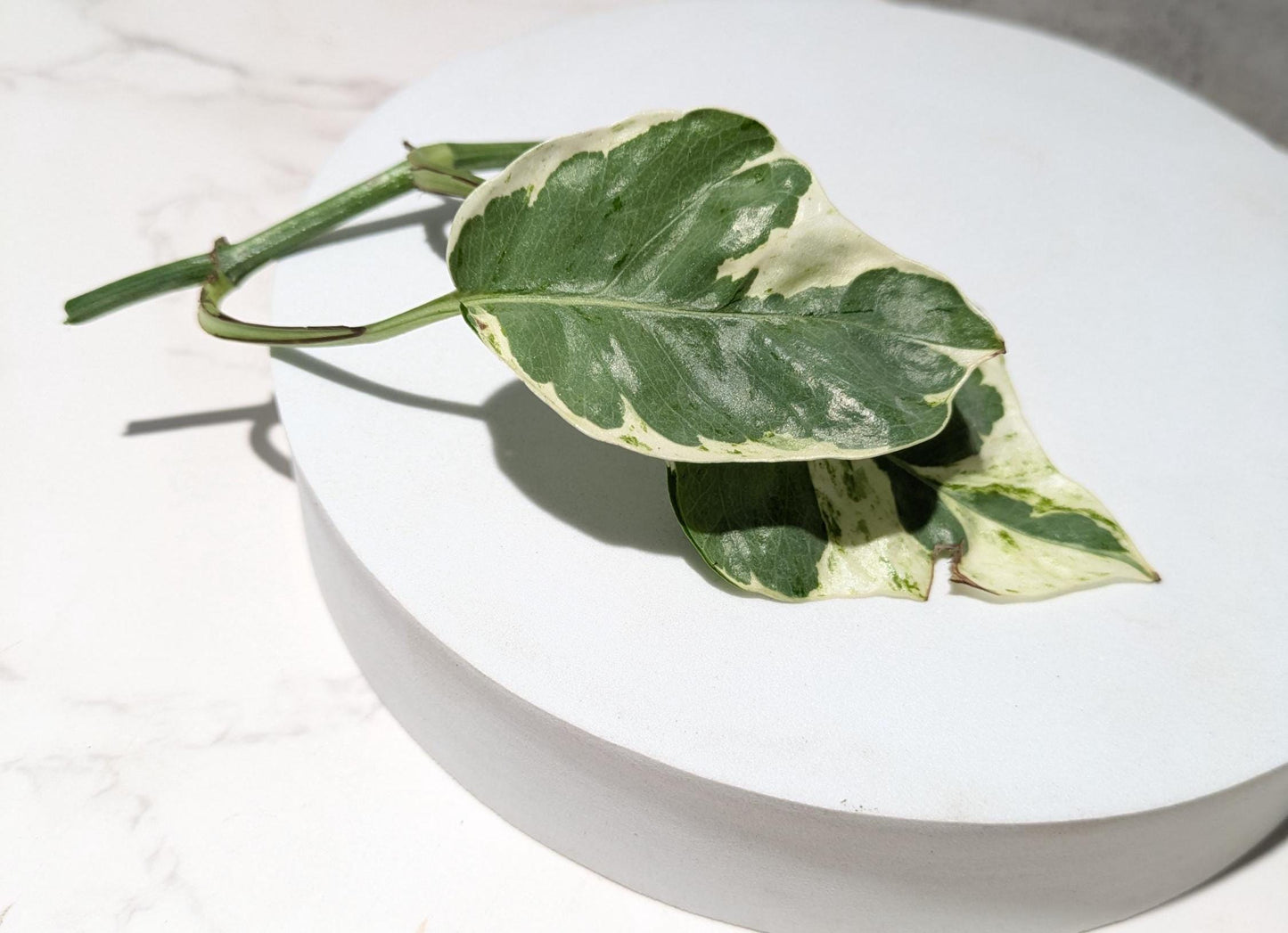 Pearls & Jade Pothos Plant Node Cuttings, Houseplant Cuttings, Small Leaf Pothos Collectors , Uncommon Plant Cutting