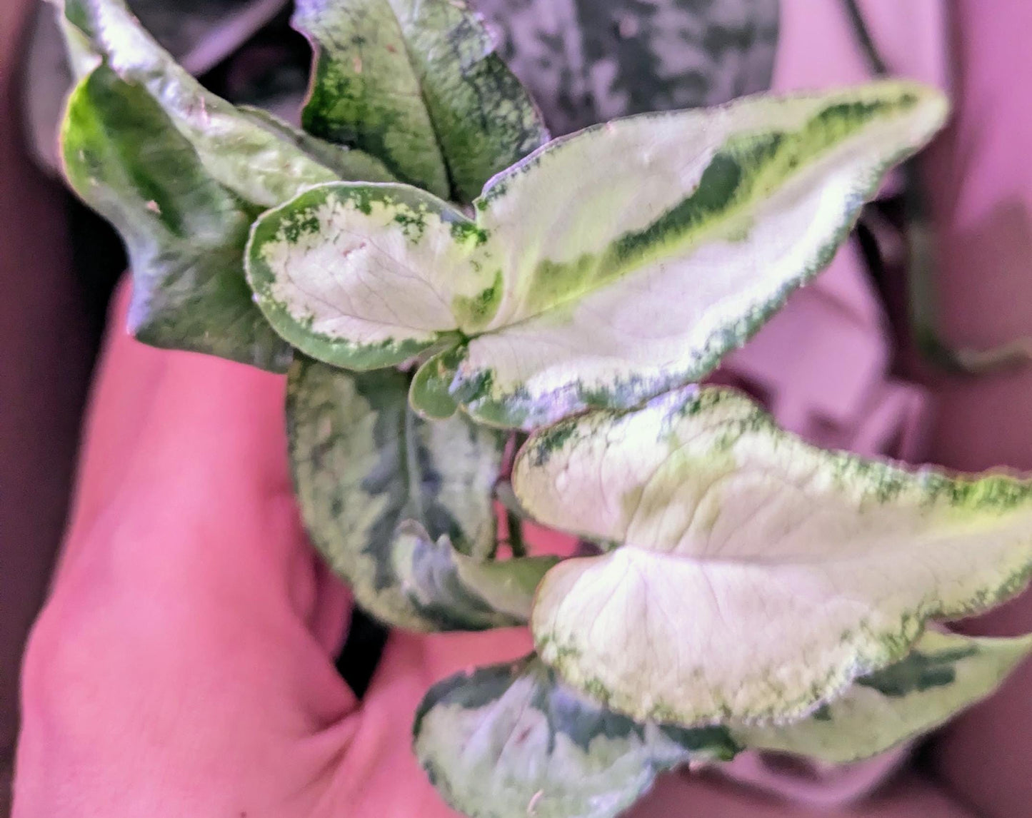 Syngonium podophyllum 'Three Kings' Variegation Arrowhead Plant Starter Rooted Plant