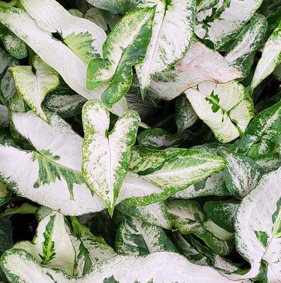 Syngonium podophyllum 'Three Kings' Variegation Arrowhead Plant Starter Rooted Plant