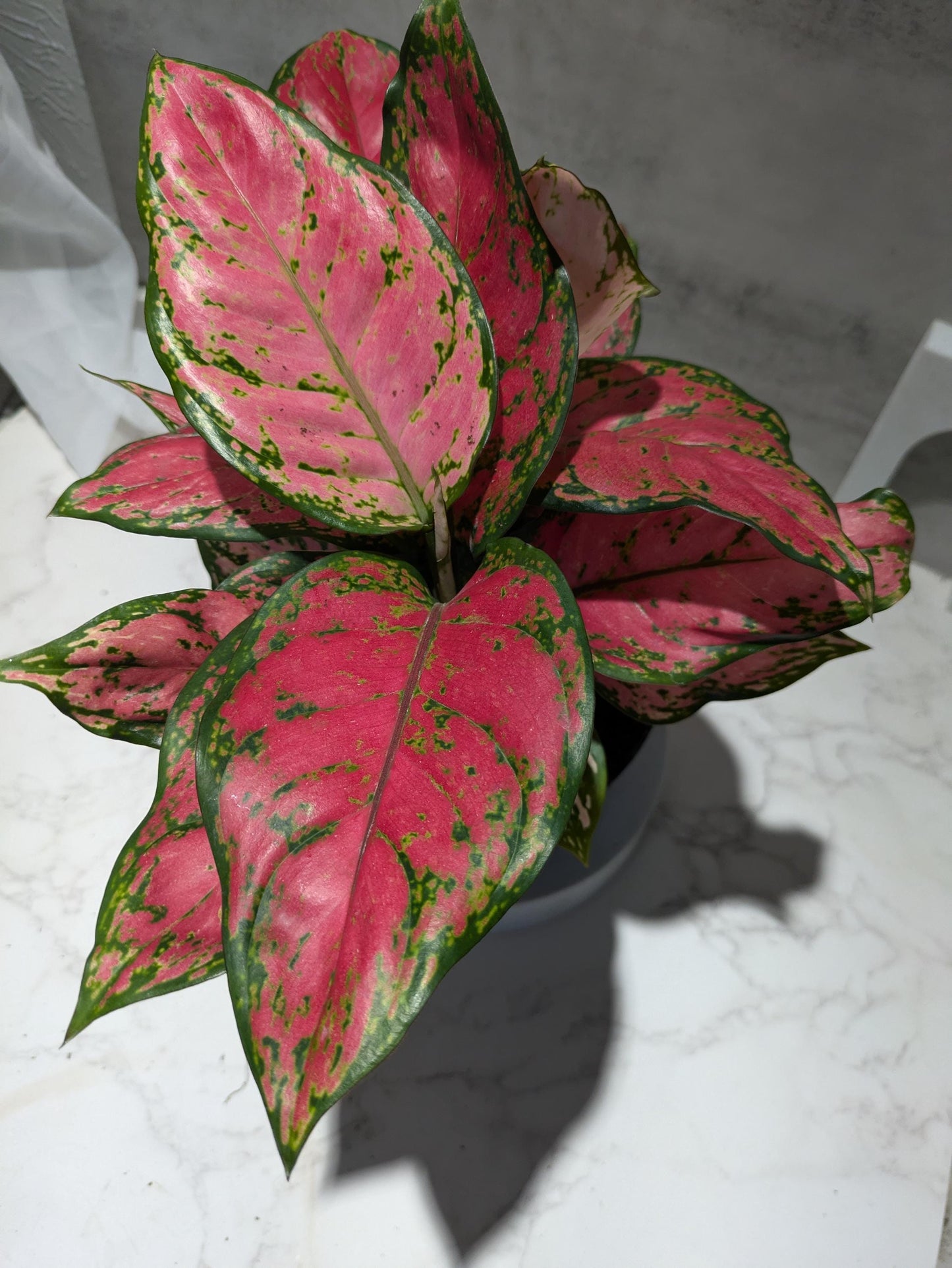 Diamond Red Aglaonema Amazing Color Super Nice Starter plant or 4" Plant & Pot Indoor Easy Care