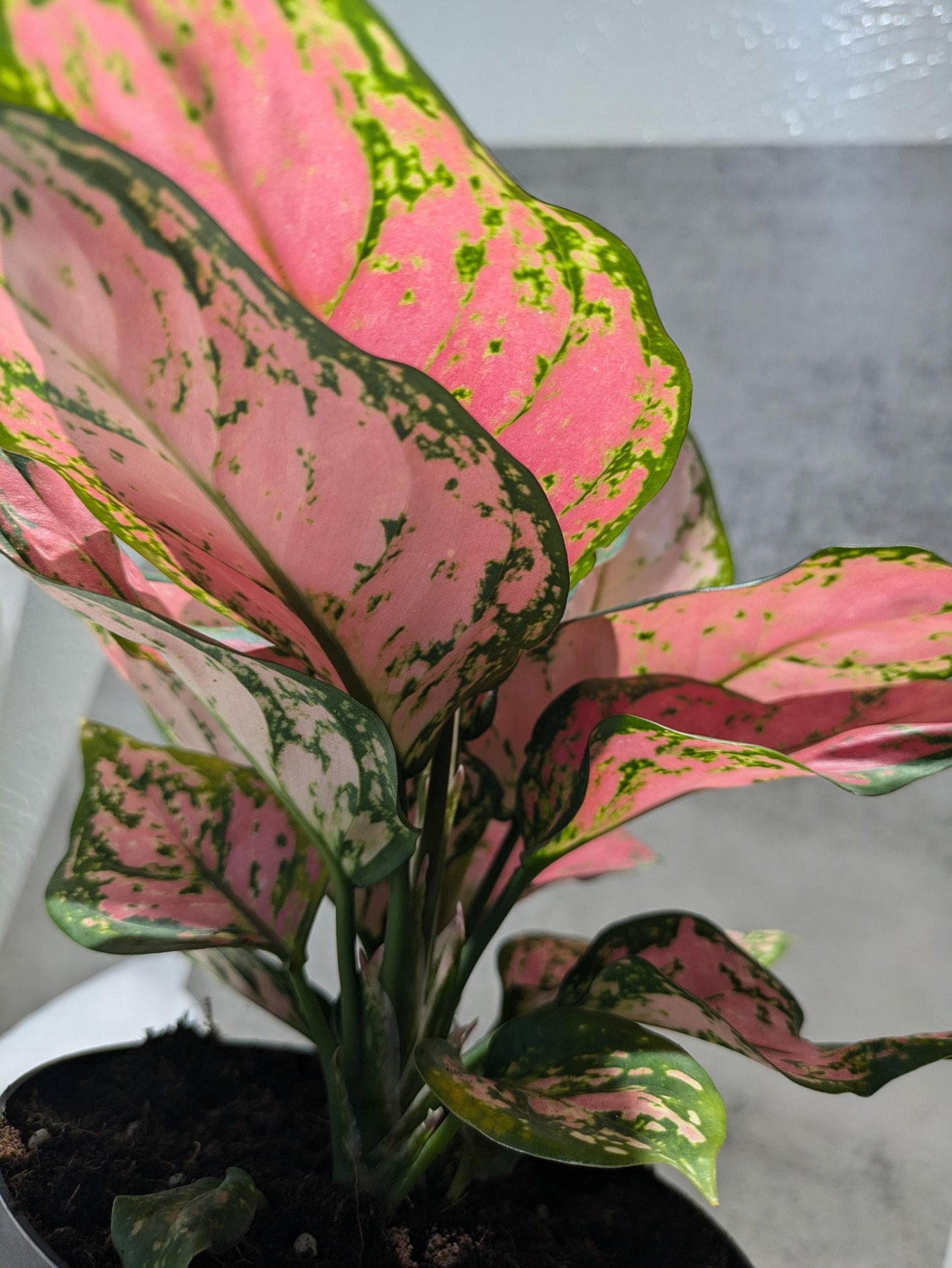 Diamond Red Aglaonema Amazing Color Super Nice Starter plant or 4" Plant & Pot Indoor Easy Care
