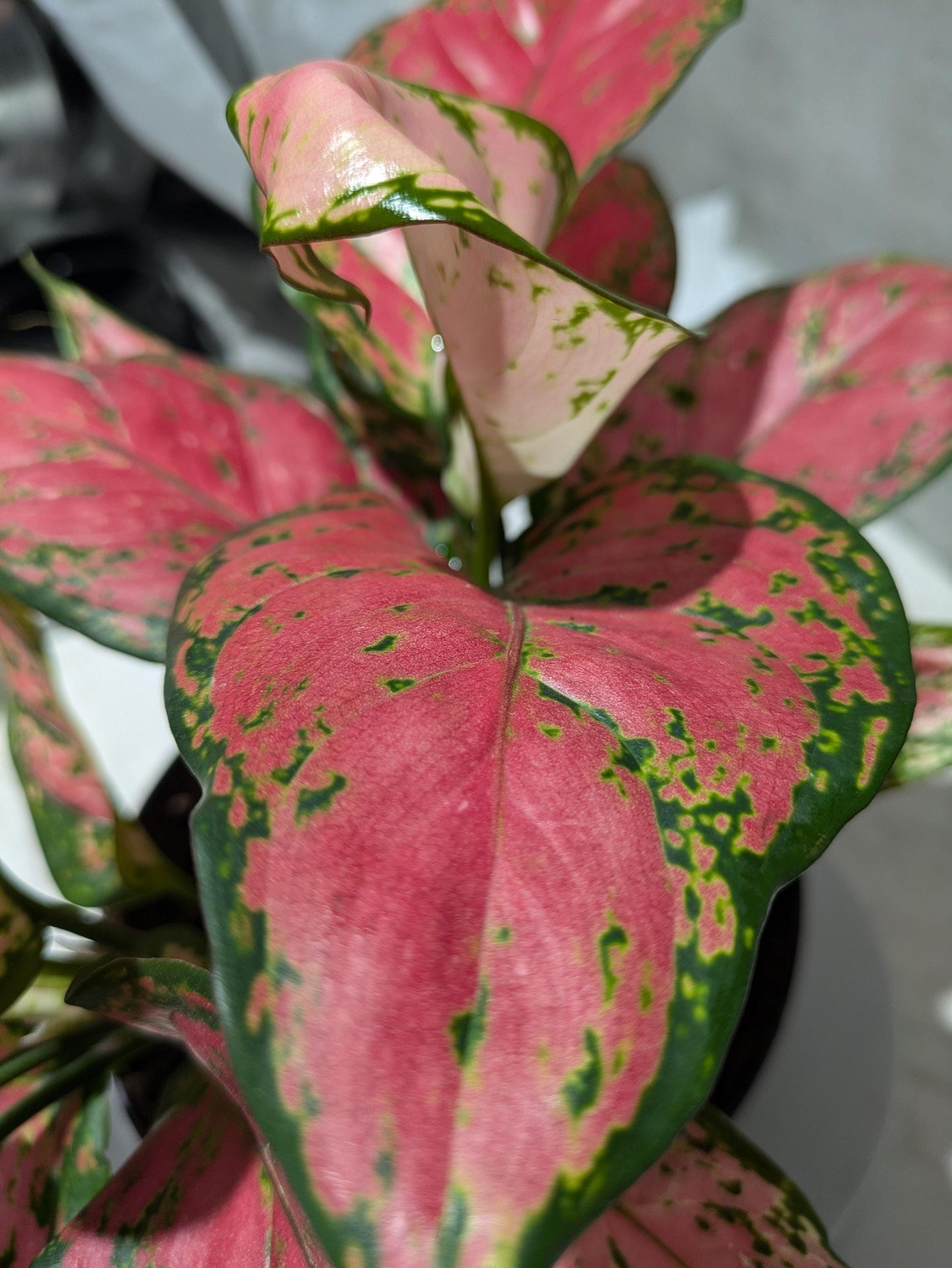 Diamond Red Aglaonema Amazing Color Super Nice Starter plant or 4" Plant & Pot Indoor Easy Care
