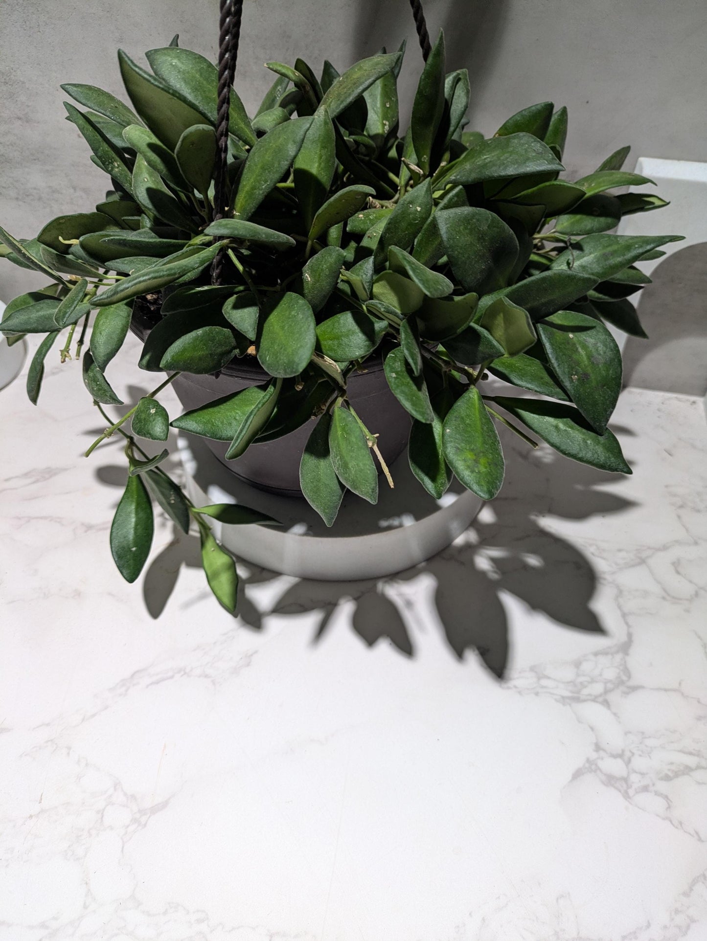 Hoya Burtoniae Dark Green Hoya Plant Indoor Houseplant Easy Care Fast Growing Succulent Like Care Starter Plant or 4"