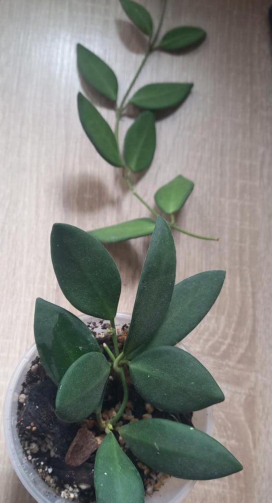 Hoya Burtoniae Dark Green Hoya Plant Indoor Houseplant Easy Care Fast Growing Succulent Like Care Starter Plant or 4"