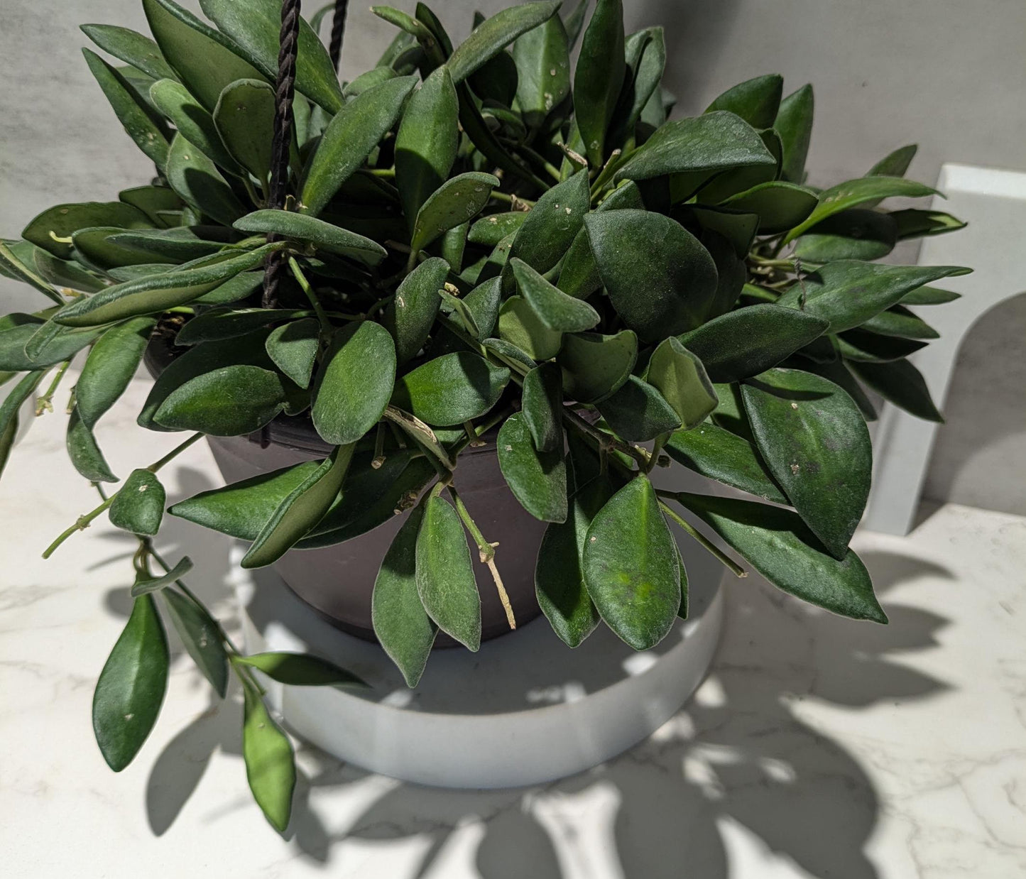 Hoya Burtoniae Dark Green Hoya Plant Indoor Houseplant Easy Care Fast Growing Succulent Like Care Starter Plant or 4"