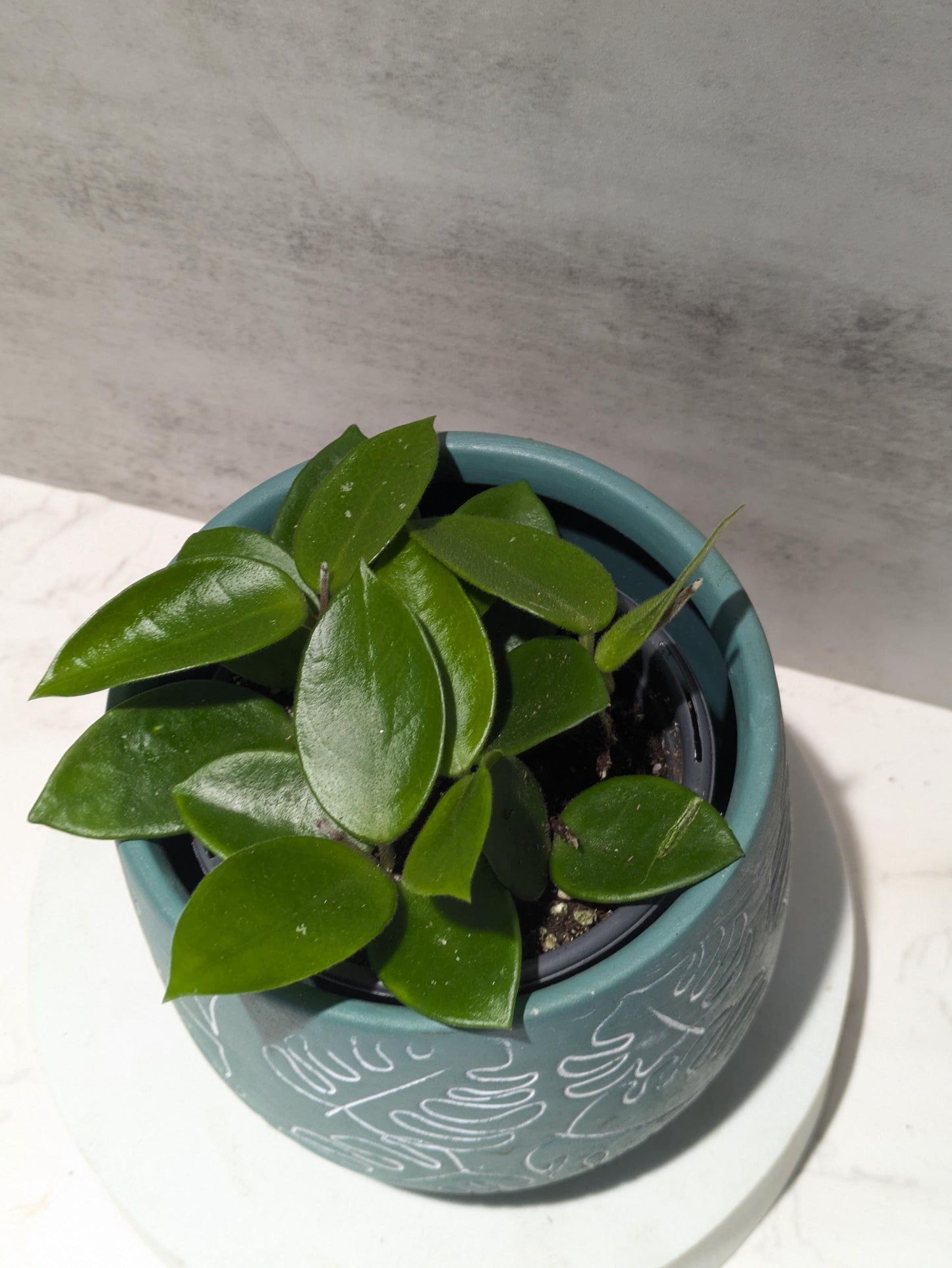 Hoya CV Chouke Cutting or Rooted Starter smaller leaf hoya glossy, waxy leaves and fragrant flowers Tropical Indoor Houseplant Easy Care