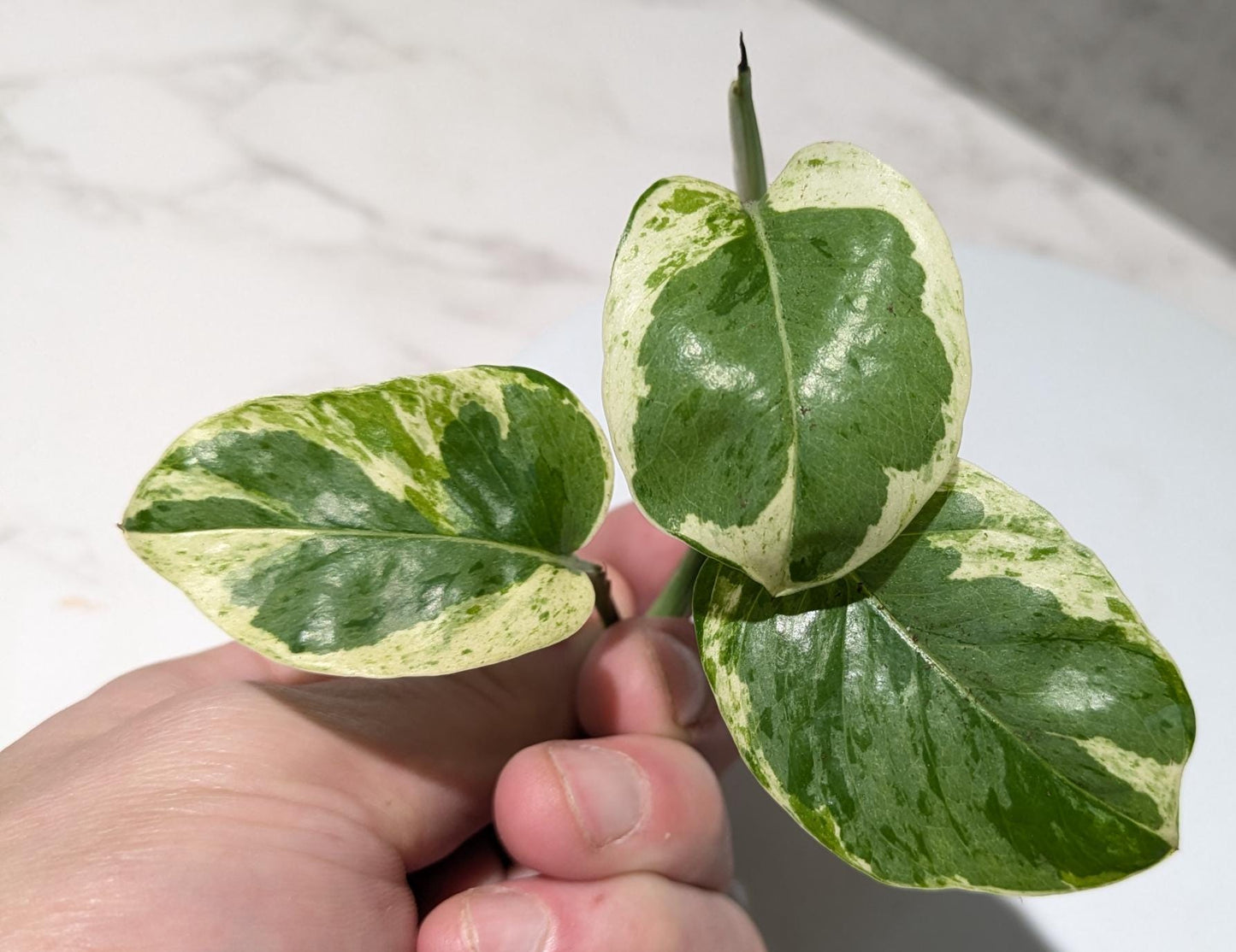 Pearls & Jade Pothos Plant Node Cuttings, Houseplant Cuttings, Small Leaf Pothos Collectors , Uncommon Plant Cutting