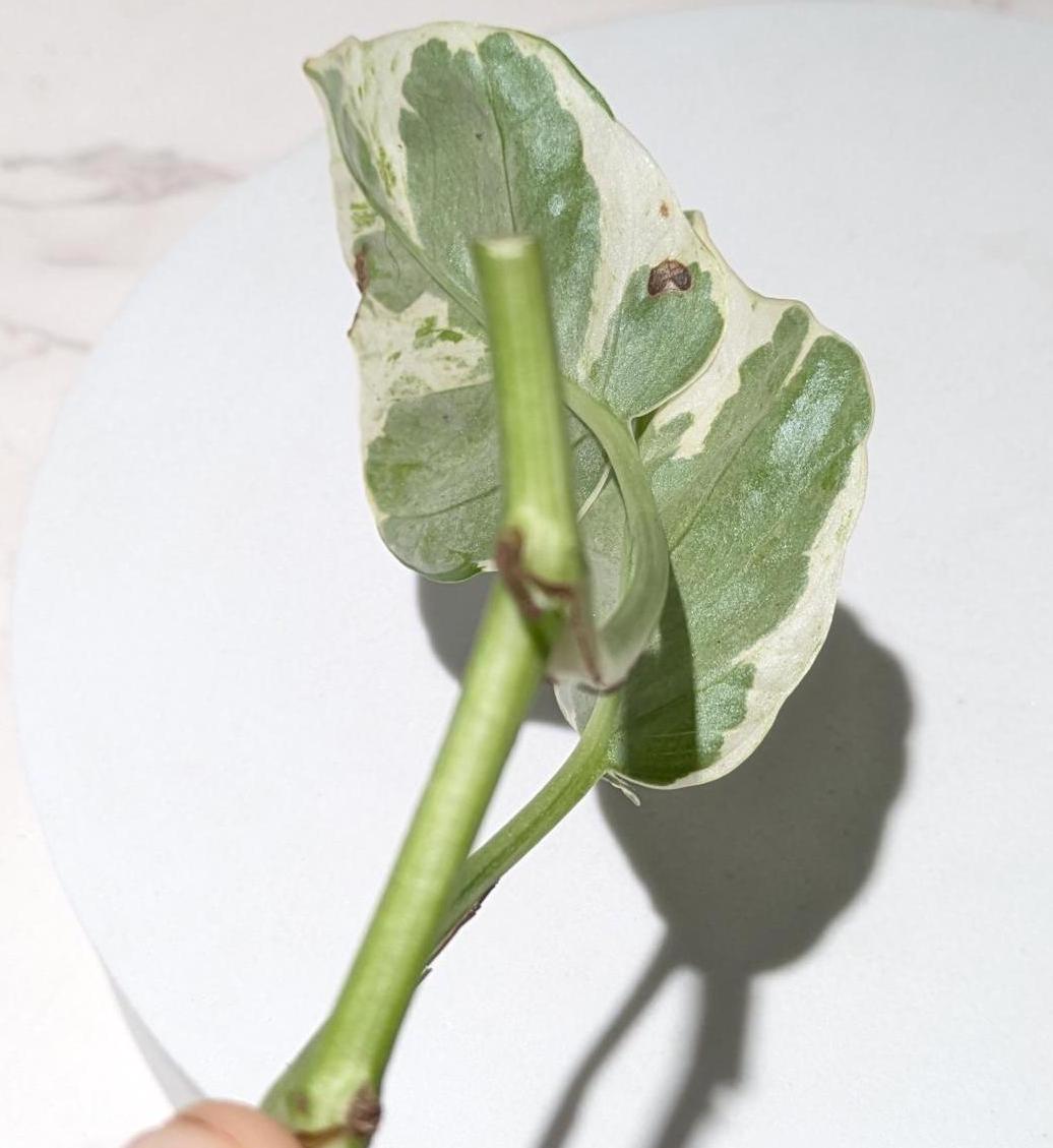 Pearls & Jade Pothos Plant Node Cuttings, Houseplant Cuttings, Small Leaf Pothos Collectors , Uncommon Plant Cutting