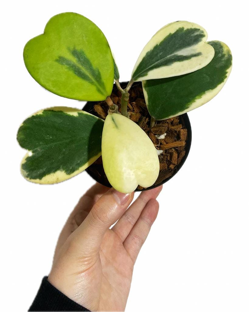 4" Surprise Mystery Plant get 1 hoya's 2 or 3 all in 4" Plant Pot Healthy rooted pet safe easy care plants great gift