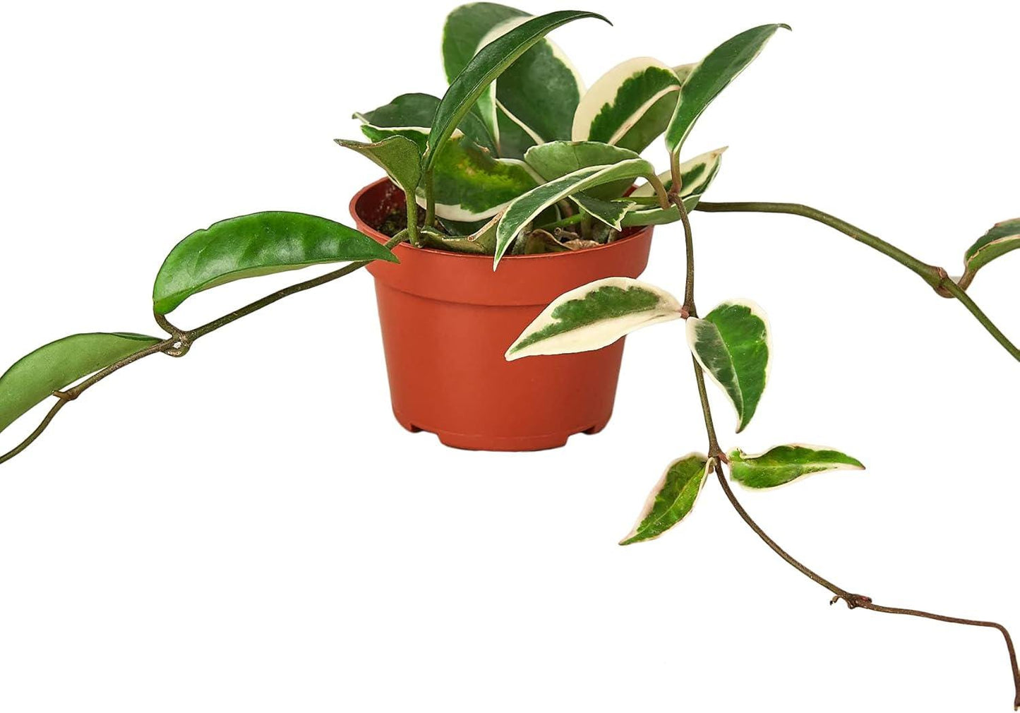 4" Surprise Mystery Plant get 1 hoya's 2 or 3 all in 4" Plant Pot Healthy rooted pet safe easy care plants great gift