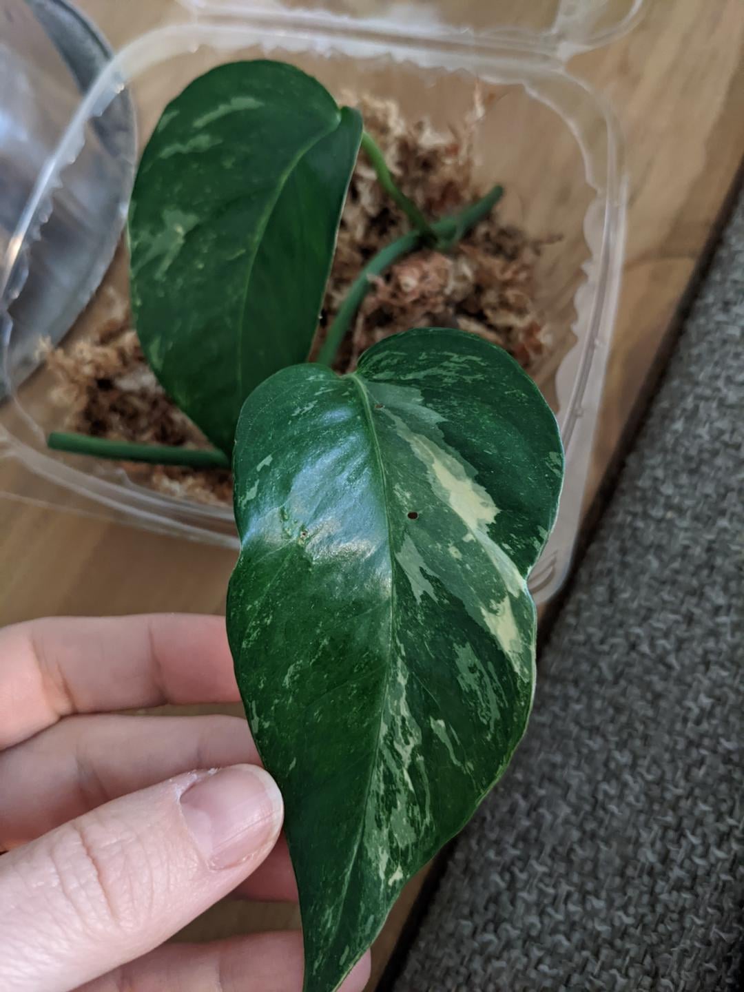 Epipremnum pinnatum 'Variegata Pothos Plant Node Cuttings, Houseplant Cuttings, Pothos Collectors , Plant Cutting