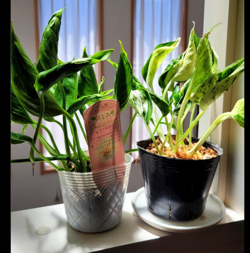 Shangri La Sleeping Godzilla Pothos Plant Node Cuttings, Houseplant Cuttings, Shangri La Pothos Collectors , Plant Cutting