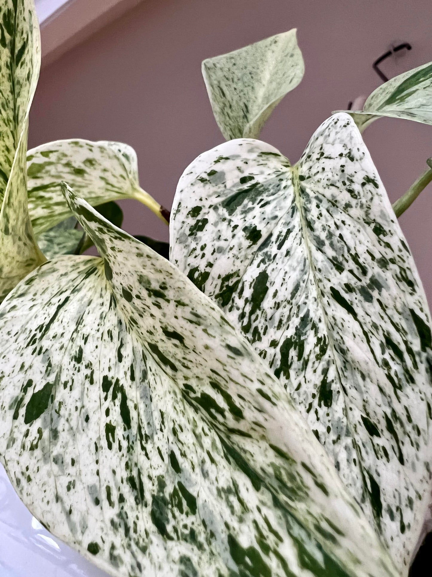 Snow Queen Pothos Plant Node Cuttings, Houseplant Cuttings, Snow Queen Pothos Collectors , Plant Cutting