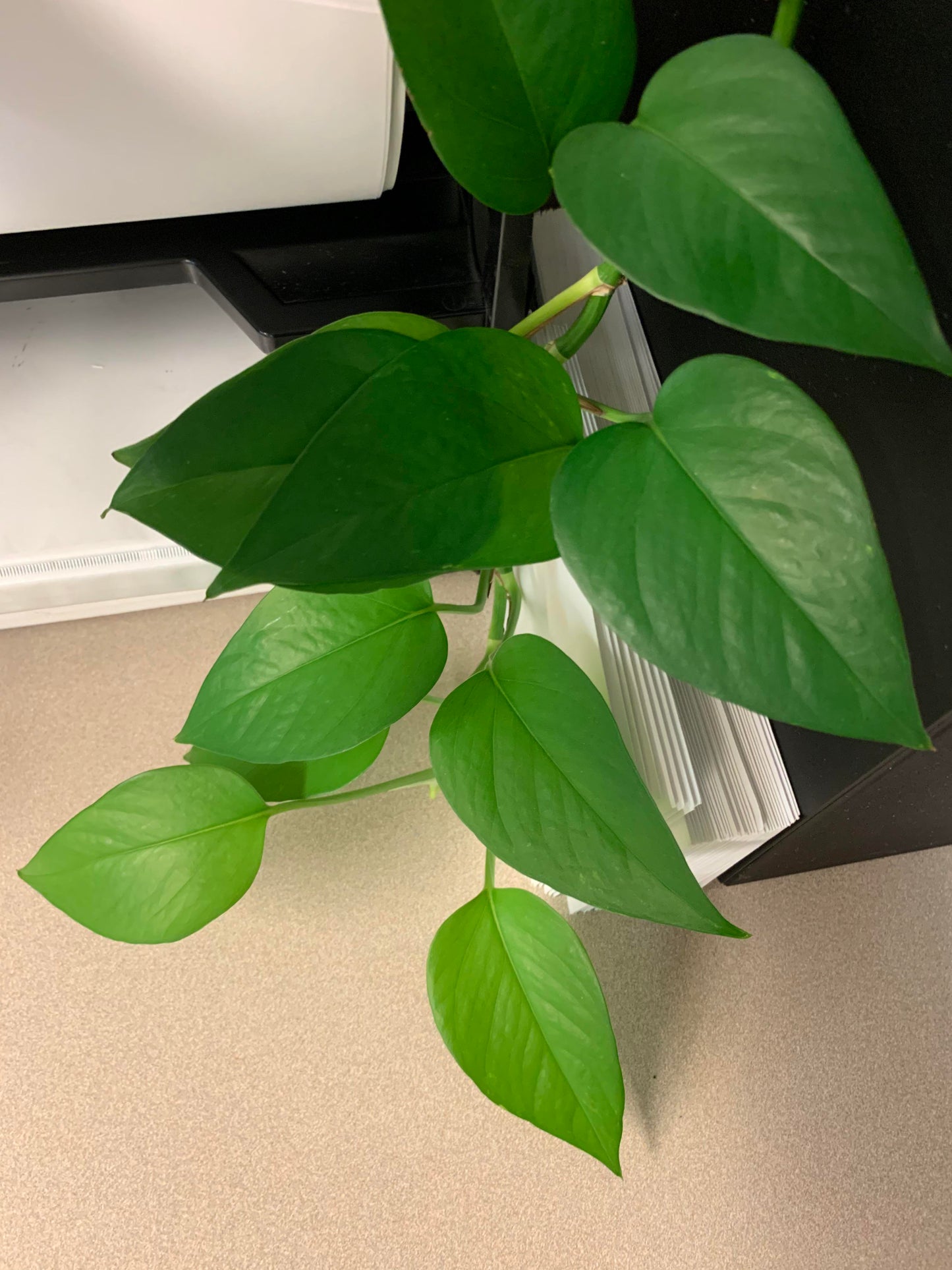 Jade Pothos Plant Node Cuttings, Houseplant Cuttings, Small Leaf Jade Pothos Collectors , Plant Cutting)
