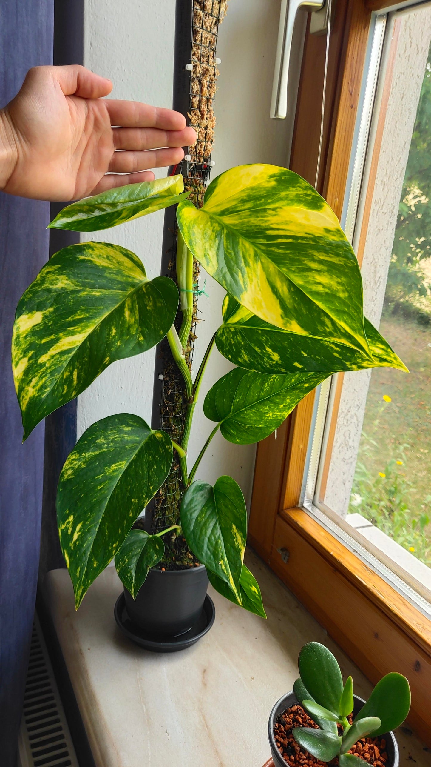Golden Pothos Plant Node Cuttings, Common Popluar Houseplant and tropical outdoor house plant
