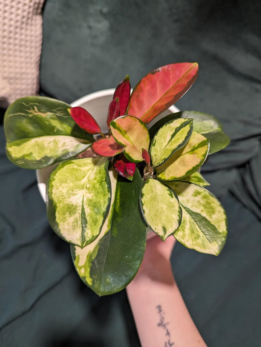 Hoya Lisa — The Painted Jewel of the Hoya World - Cuttings or Starter Hoya House Plant