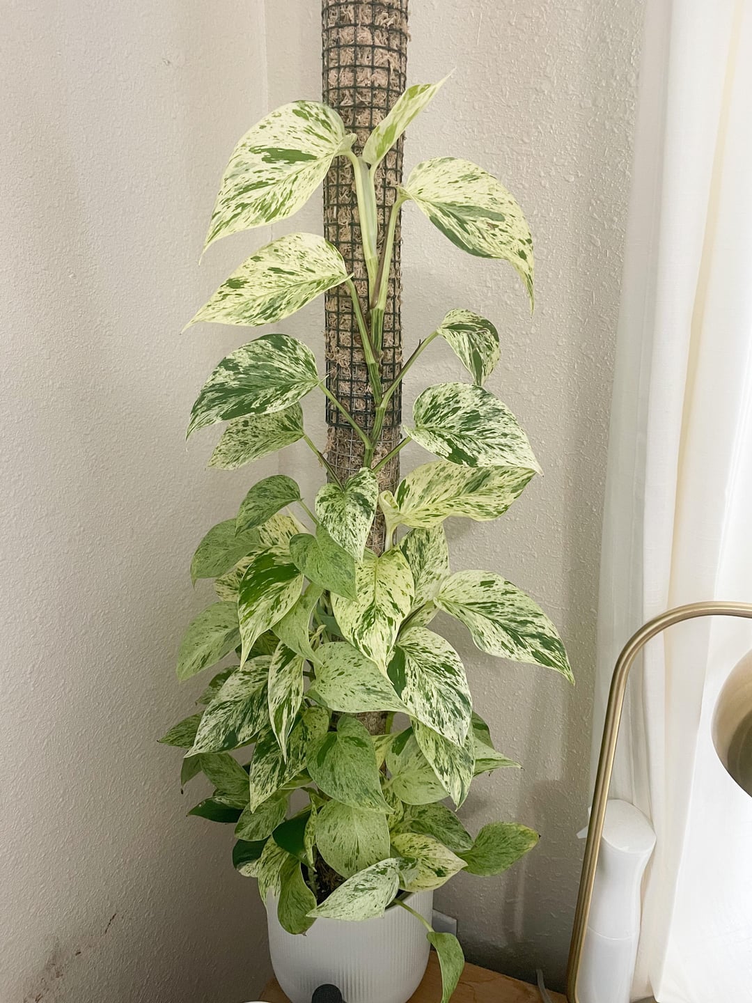 Snow Queen Pothos Plant Node Cuttings, Houseplant Cuttings, Snow Queen Pothos Collectors , Plant Cutting