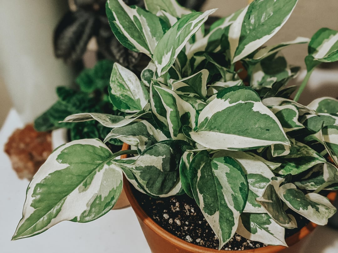 Pothos N’Joy (Epipremnum aureum ‘N’Joy’) Varagatied Uncommn Pothos Indoor Easy Care