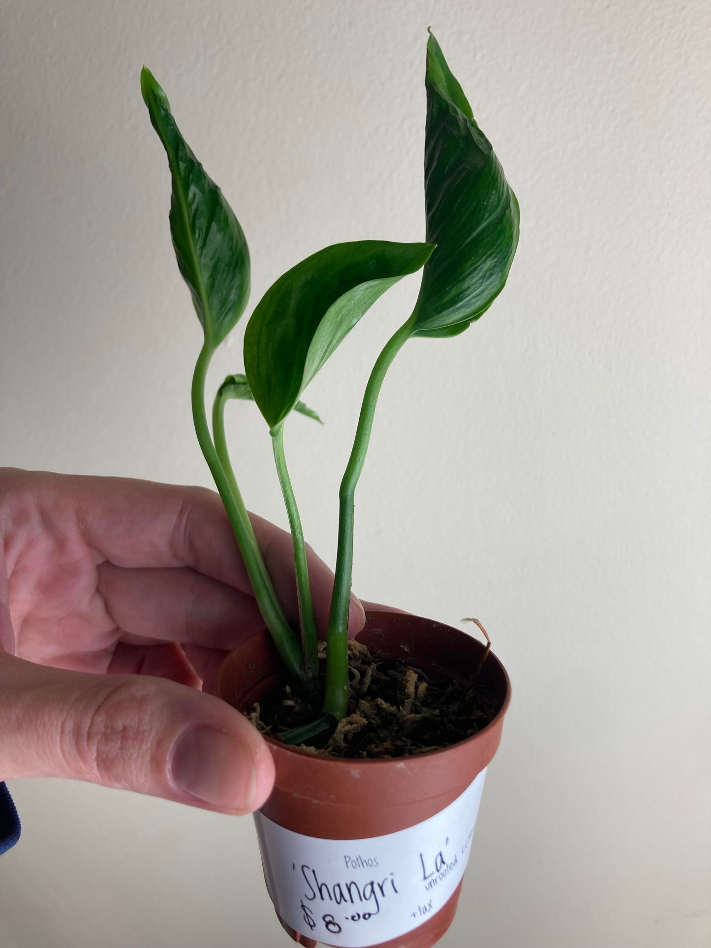 Shangri La Sleeping Godzilla Pothos Plant Node Cuttings, Houseplant Cuttings, Shangri La Pothos Collectors , Plant Cutting