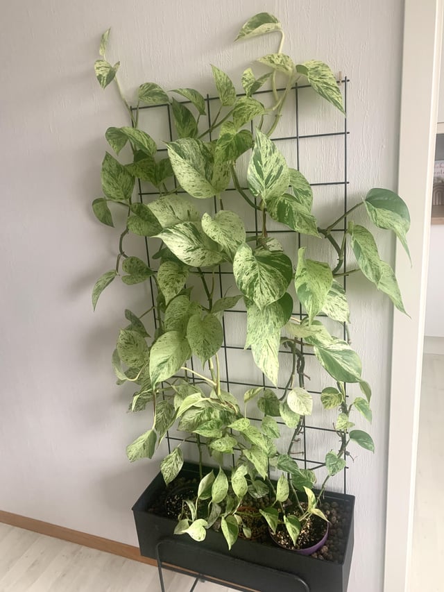 Marble Queen Plant Node Cuttings, Houseplant Cuttings Bright Variegated Pothos Leaves with easy care