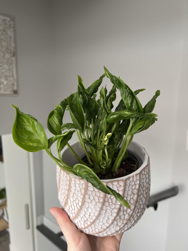 Shangri La Sleeping Godzilla Pothos Plant Node Cuttings, Houseplant Cuttings, Shangri La Pothos Collectors , Plant Cutting