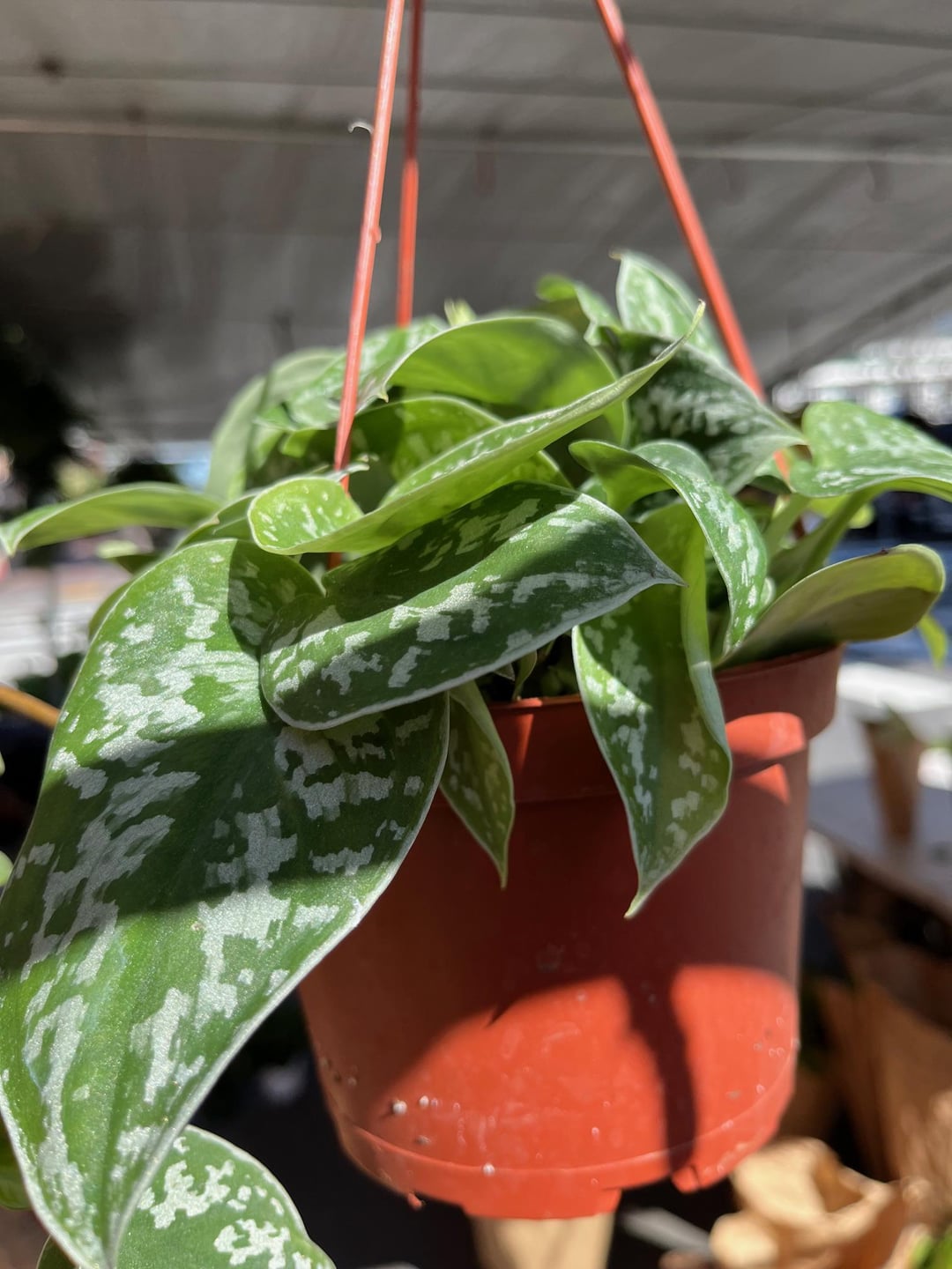 Rare Silver Stain Pothos | Satin Pothos Variety | Trailing Indoor Plant