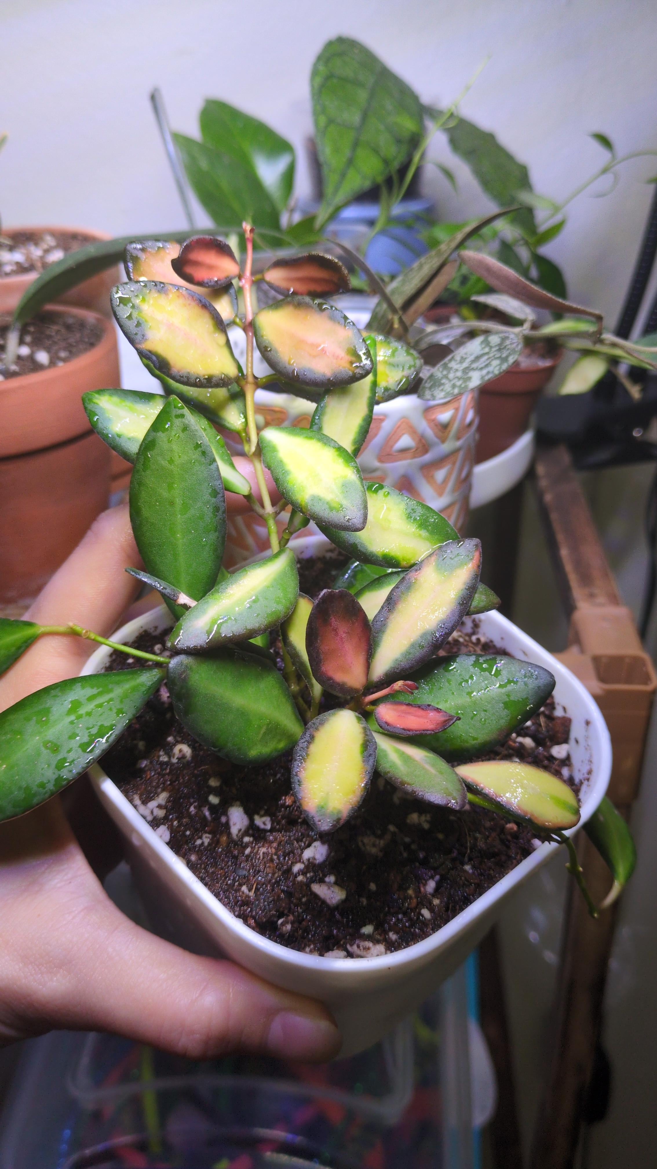 Buy Hoya DS-70 Variegated – Rare Fuzzy Hoya with Creamy Variegation
