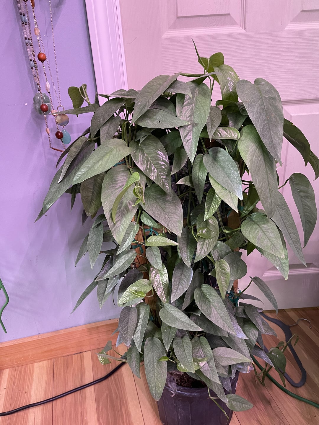 Cebu Blue Pothos Plant Node Cuttings, Houseplant Cuttings Tropical Shiny Blue