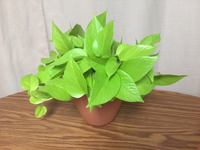 Neon Pothos Epipremnum aureum 'Neon' Bright Yellow Plant Cuttings or Rooted Starter Houseplant