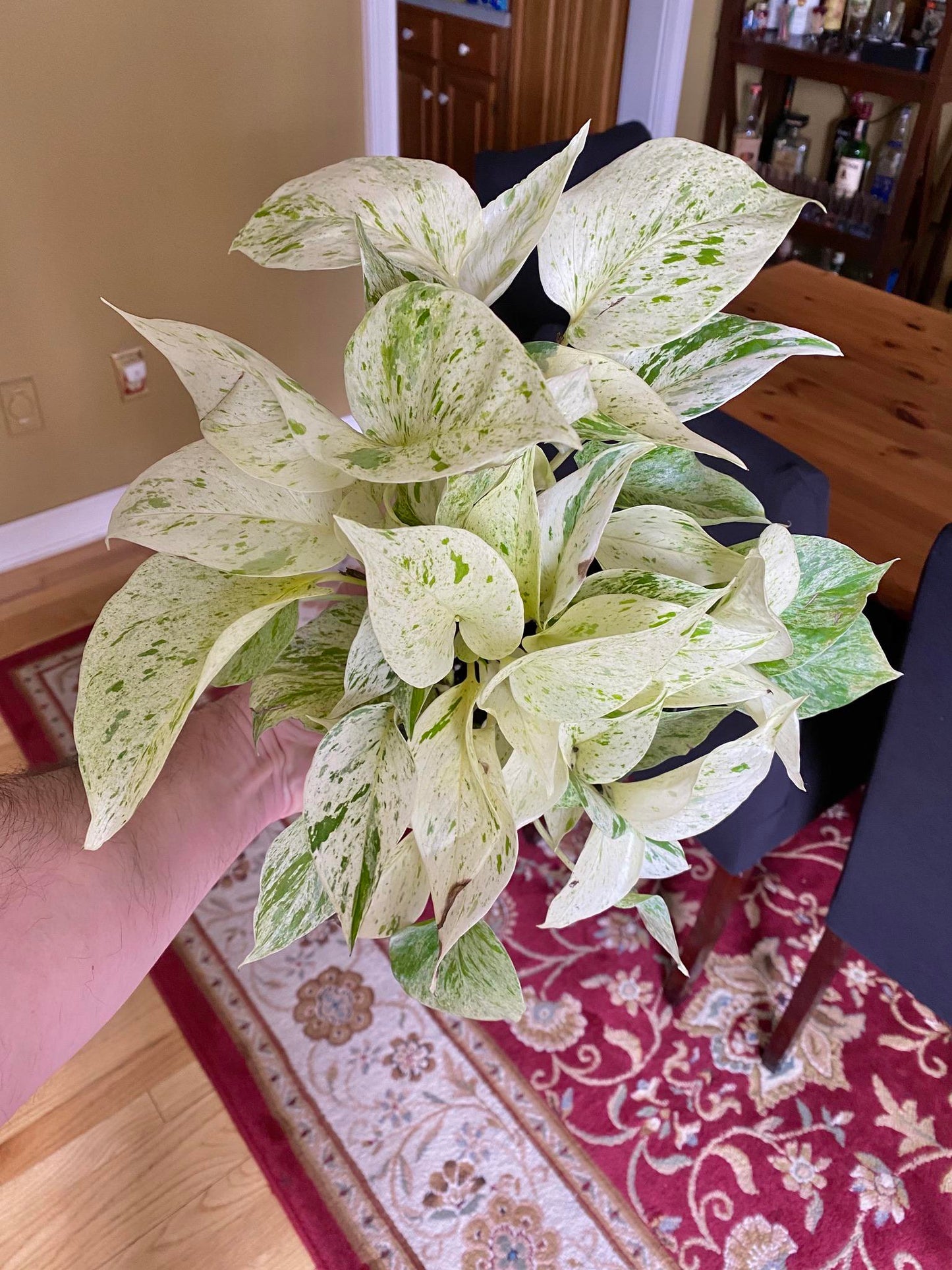 Snow Queen Pothos Plant Node Cuttings, Houseplant Cuttings, Snow Queen Pothos Collectors , Plant Cutting