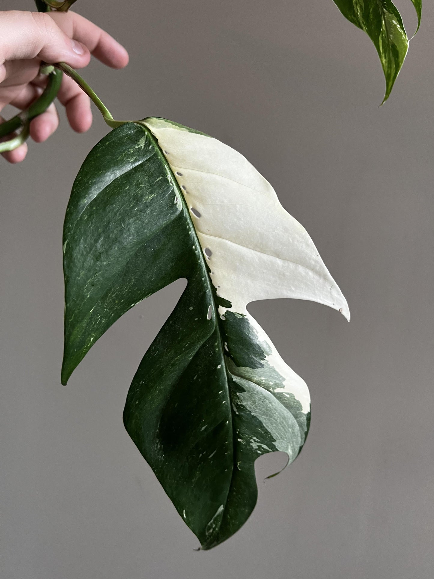 Epipremnum pinnatum 'Variegata Pothos Plant Node Cuttings, Houseplant Cuttings, Pothos Collectors , Plant Cutting