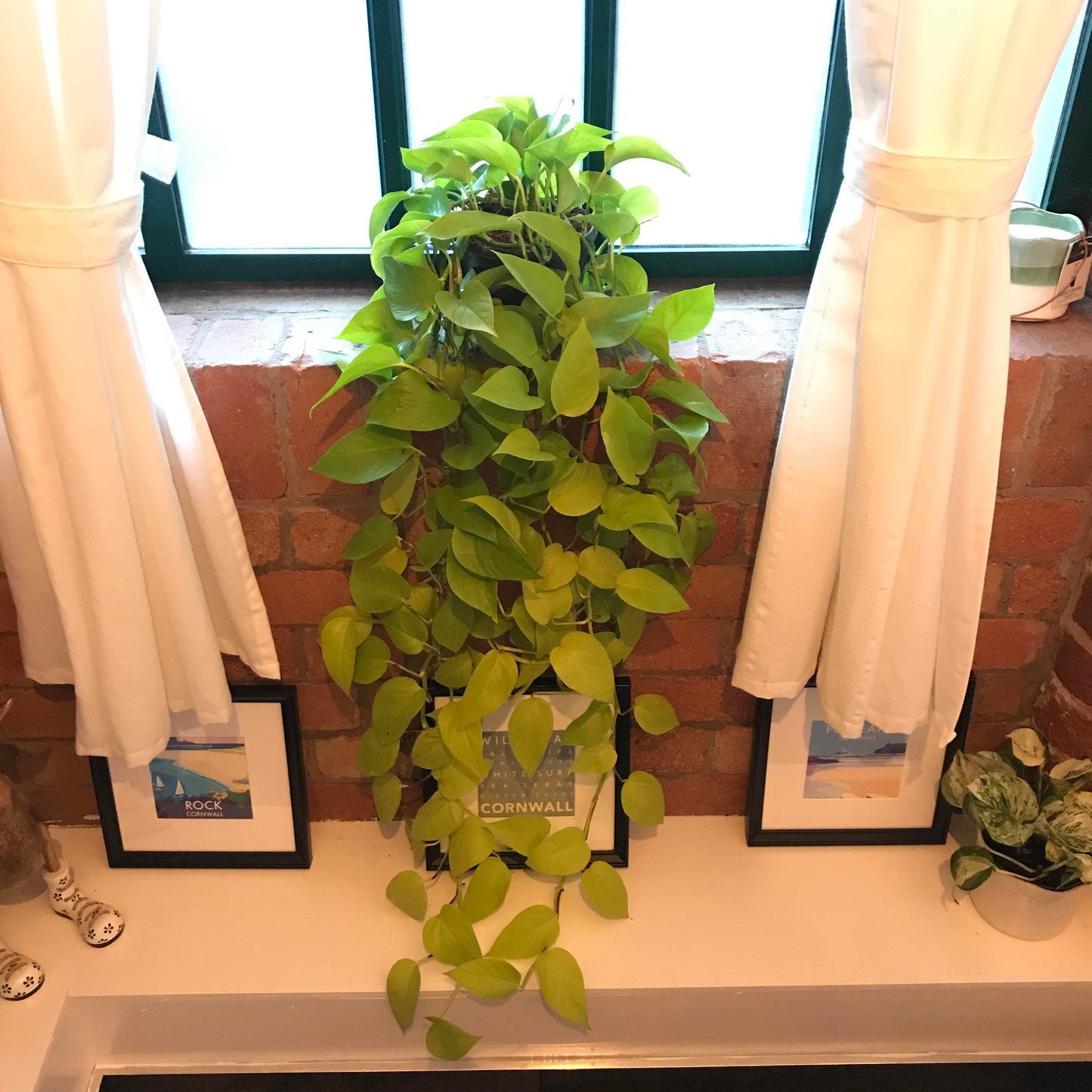 Neon Pothos Epipremnum aureum 'Neon' Bright Yellow Plant Cuttings or Rooted Starter Houseplant