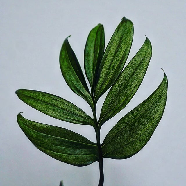Monstera subpinnata RARE Fern-Like Monstera with Tropical Elegance Cutting or Rooted Starter