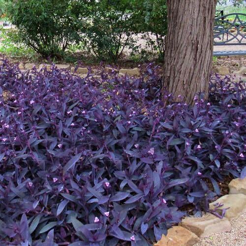 Purple Heart Wandering Jew Inch Plant Cuttings/Clippings or Unrooted Jewel