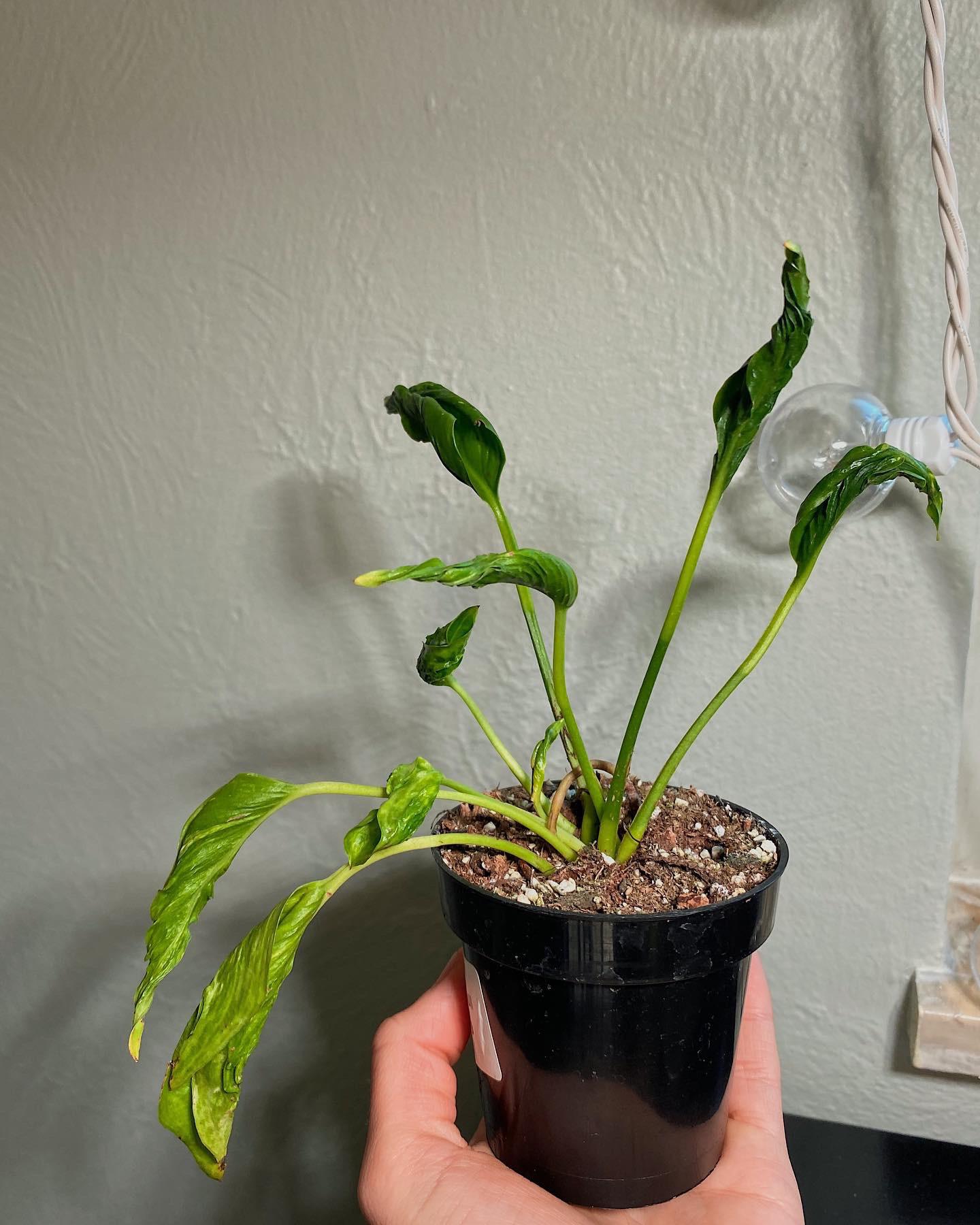 Shangri La Sleeping Godzilla Pothos Plant Node Cuttings, Houseplant Cuttings, Shangri La Pothos Collectors , Plant Cutting