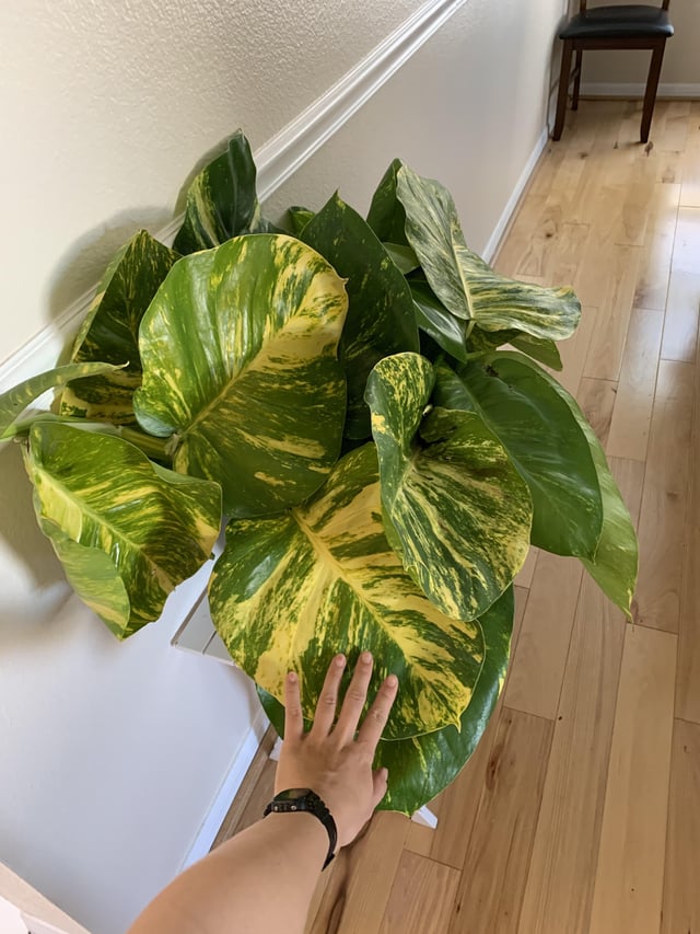 Hawaiian Pothos Plant Node Cuttings, Houseplant Cuttings, Hawaiian Pothos Collectors , Large Plant Grower