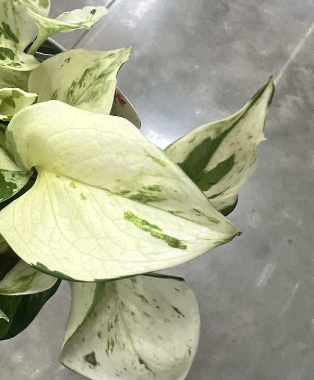 Harlequin Pothos Plant Node Cuttings Rare White Pothos Harlequin