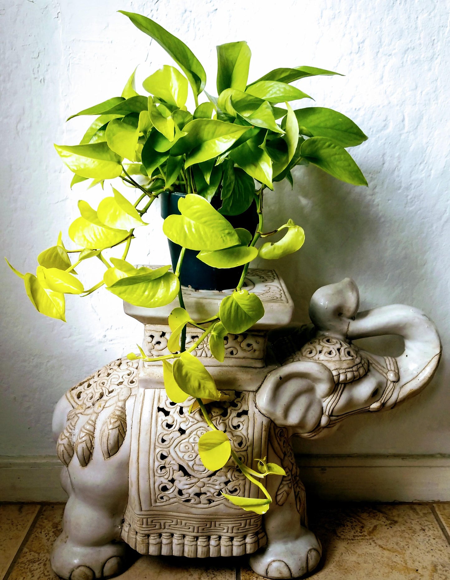 Neon Pothos Epipremnum aureum 'Neon' Bright Yellow Plant Cuttings or Rooted Starter Houseplant