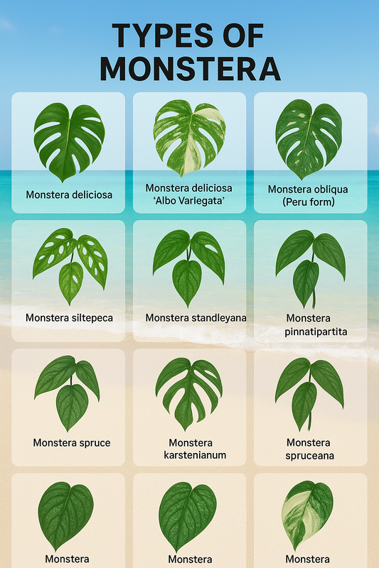 20 Types of Monstera Names and info about each one