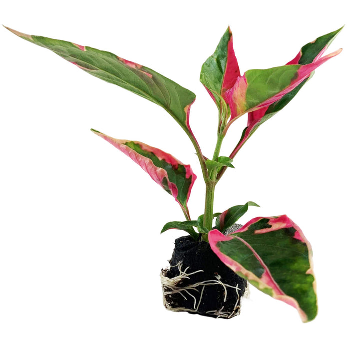 Starter Plants