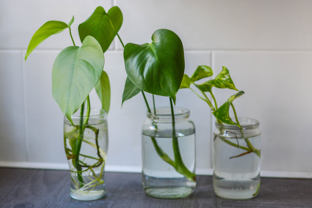 Plant Cuttings