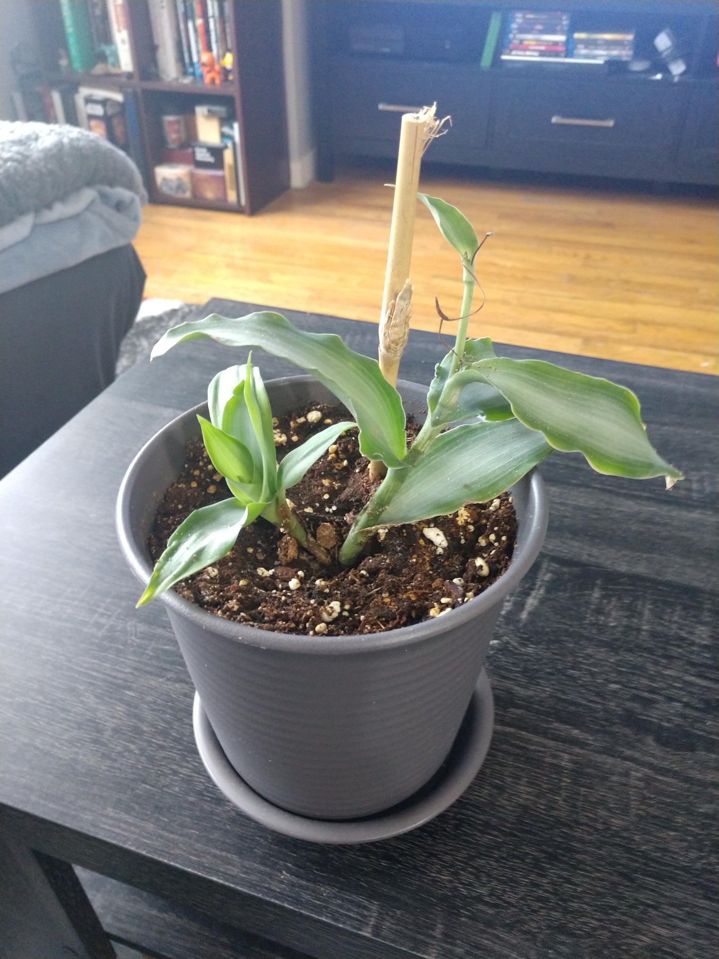 Murdannia loriformis Bright Star Creeping Inch Plant Jewel Cuttings or Rooted Stem Starters